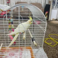 عروس هلندی|پرنده|بندر ماهشهر, |دیوار