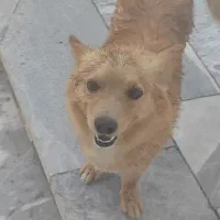 سگ گمشده
