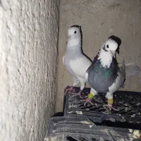 کبوتر طوقی سبز طوق آبی|پرنده|شیراز, شهرک سعدی|دیوار