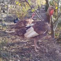 بوقلمون|حیوانات مزرعه|مشگین شهر, |دیوار