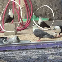 کلاغ کاکولی بدون یه پر غلط یا پرپا