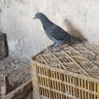 کبوتر پلاکی پدر مادر دار|پرنده|تاکستان, |دیوار