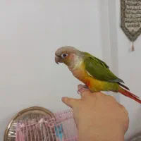 طوطی گرینچیک سخنگو بیش از ۱۰کلمه. رام چلوندنی دستی|پرنده|اردبیل, |دیوار