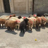 گوسفندوبره عربی چاق چاق((همراه باقصاب رایگان))|حیوانات مزرعه|اهواز, پادادشهر|دیوار