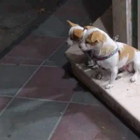 اشپیدز آلمانی خالص مادر و دختر|سگ|ورامین, ورامین|دیوار