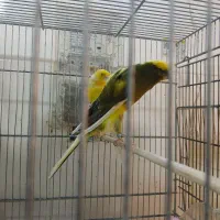 تعدادی نر بلند سوپر تنه دار