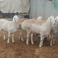 دامداری بزرگ خراسانی رضوی بره نرینه قلم آبی زنده