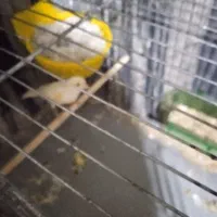 قناری ماده هوش هوش