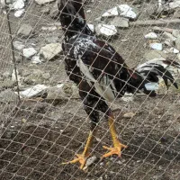 جوجه خروس های لاری