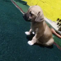 سگ کچلو قیمت 1700 بخدا قسم پایین تر قیمت زدم