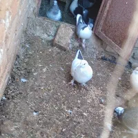 دمبی ماده|پرنده|کشکوئیه, |دیوار