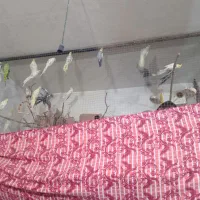 عروس هلندی|پرنده|خرمآباد, |دیوار