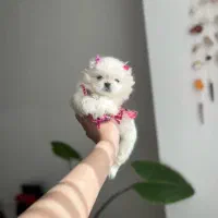 بهترین نژاد پکنیز‌امپریال عروسکی و نژاد دیگر|سگ|تهران, کوی بیمه|دیوار