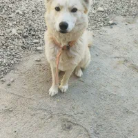 سگ روباهی ماده باهوش|سگ|شاهرود, |دیوار