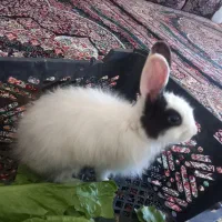 خرگوش|موش و خرگوش|سنندج, |دیوار
