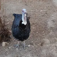 بوقلمون نر برنزه