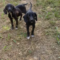 سگ های پویینتر اصیل