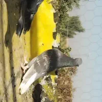 کبوتر شازده باپشدار|پرنده|محمدبار, |دیوار