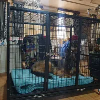 قفس سگ.باکــس فـلزی سگ،گارانتی۲ســاله رنگ|لوازم جانبی حیوانات|صفادشت, |دیوار