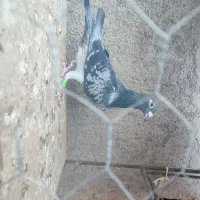 سفید پلاکی المانی زاغ کرمونی کله زردکاکلی