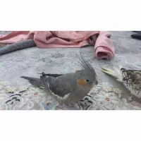 عروس هلندی ماده|پرنده|شیراز, درکی|دیوار