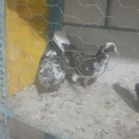کبوتر،|پرنده|تاکستان, |دیوار