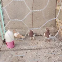 کارل|پرنده|کرباسک, |دیوار