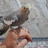 عروس هلندی|پرنده|مشهد, وحید|دیوار