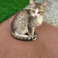 بچه گربه سه ماهه