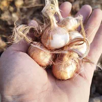 پیاز زعفران قاینات خرید پیاز زعفران کشاورز قائنات|خدمات باغبانی و درختکاری|قائن, |دیوار