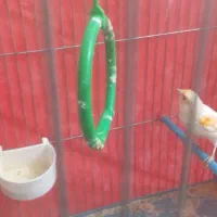 فروش دو عدد قناری نر ماده|پرنده|بروجرد, |دیوار