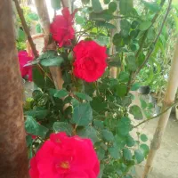 گل رز رونده  نهال میوه نشا و پسته