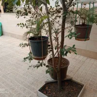 فروش گل و سیکاس باقیمت فوقلعاده خوب درفومن|گل و گیاه طبیعی|رشت, یخسازی|دیوار