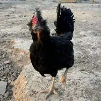 مرغ گلین کرک
