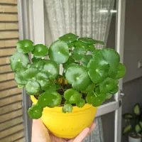 گل‌های آپارتمانی