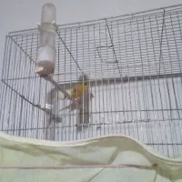 فروش قناری حراج حراج سالم سرحال|پرنده|ایلام, |دیوار