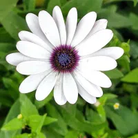 نیازمند نظافتچی