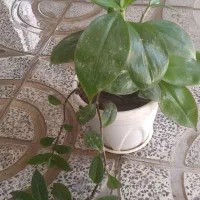 گل های آپارتمانی