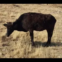 گاو محلی ۷ ماه آبستن|حیوانات مزرعه|روانسر, |دیوار