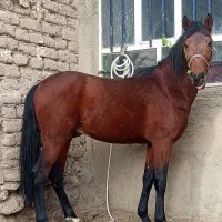 اسب نریون خوش رخ