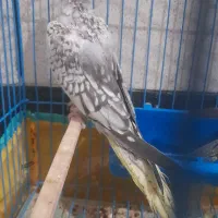 جوجه عروس پاریس