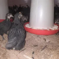 جوجه مرغ بلک|حیوانات مزرعه|دامغان, |دیوار