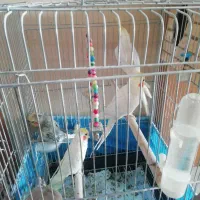 عروس هلندی|پرنده|تهران, سازمان برنامه جنوبی|دیوار