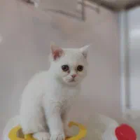 بچه گربه سه ماهه نر