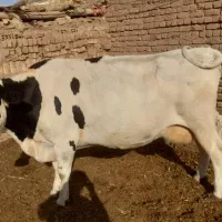 گاوشیری ابستن|حیوانات مزرعه|تربتحیدریه, بالا ولایت|دیوار