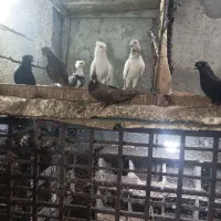 گردهمایی کبوتراصیل پرشی بوشهری