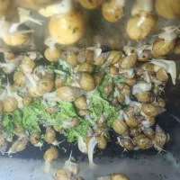 حلزون|خزنده|سمنان, |دیوار