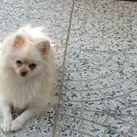 سگ پامر اصل