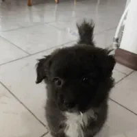 واگذاری پامر پیکینیز شیتزو|سگ|خرم‌آباد, |دیوار