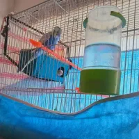 مرغ عشق|پرنده|بیرجند, |دیوار